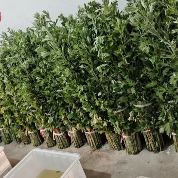 艾草三到四棵一小把，50把一捆