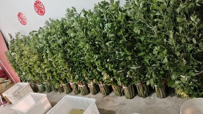 艾草三到四棵一小把，50把一捆