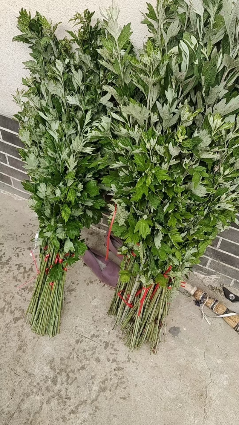 艾草三到四棵一小把，50把一捆
