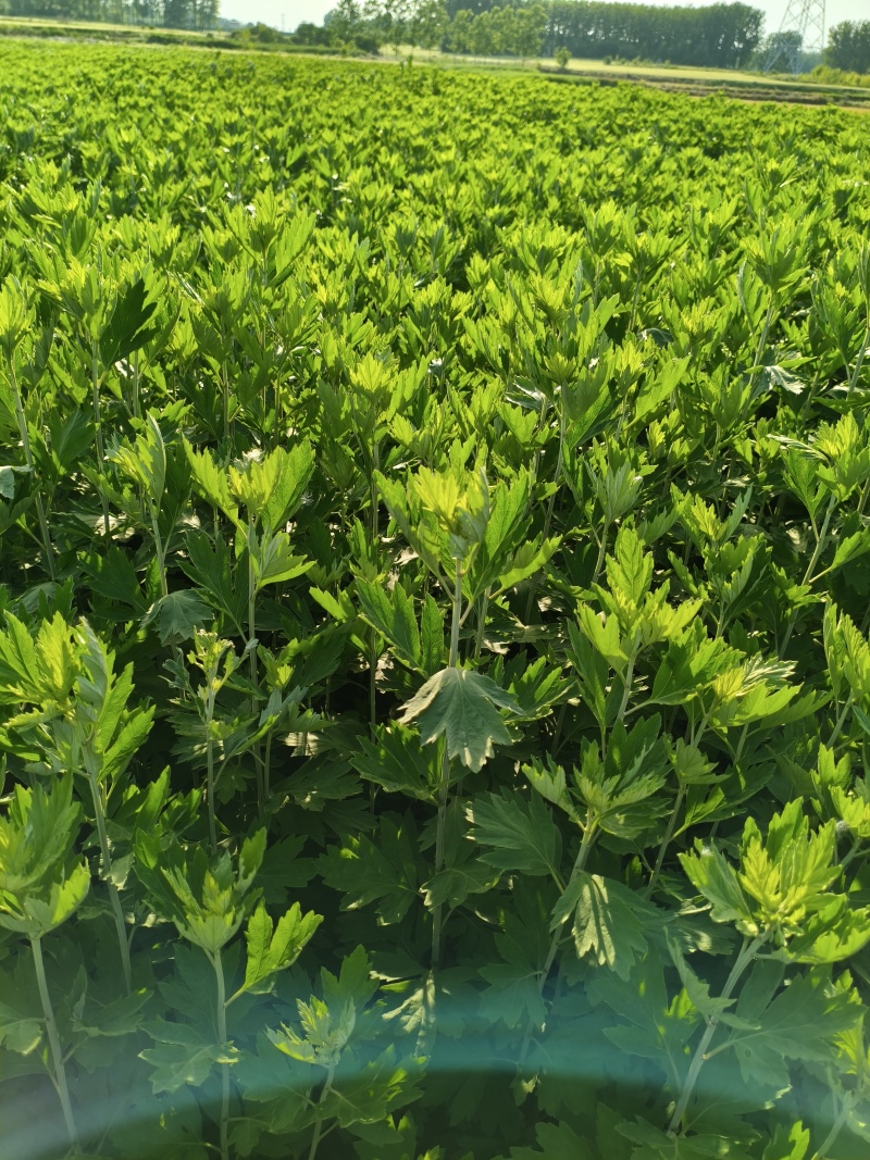 艾草三到四棵一小把，50把一捆