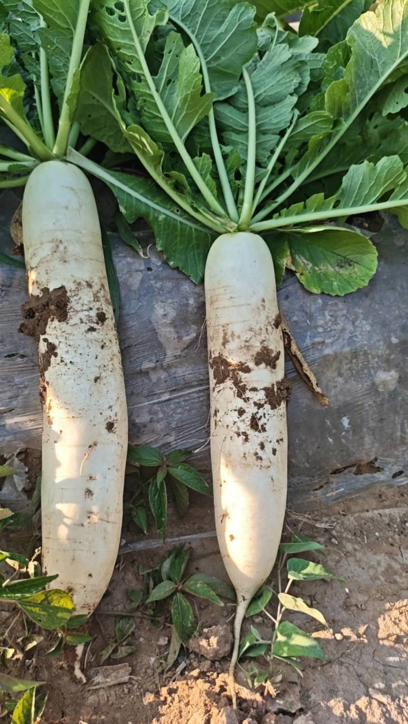 白萝卜20-30厘米