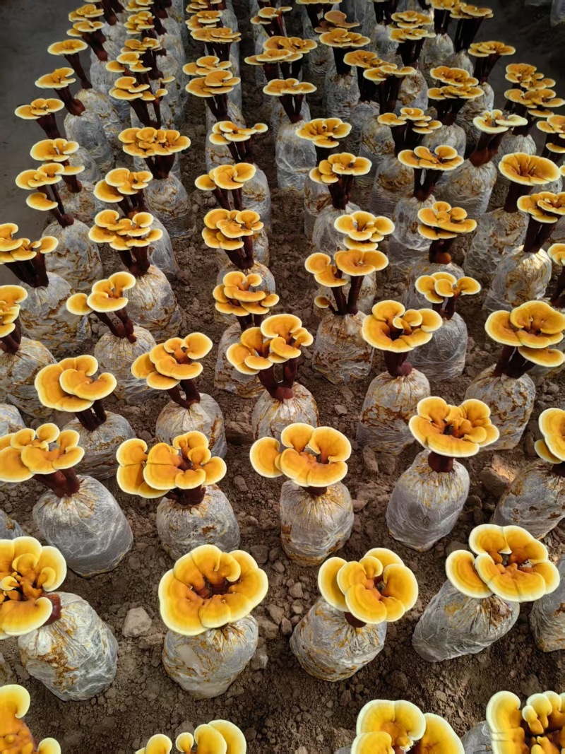 活体灵芝种植菌包居家盆栽观赏培育原料灵芝菌棒