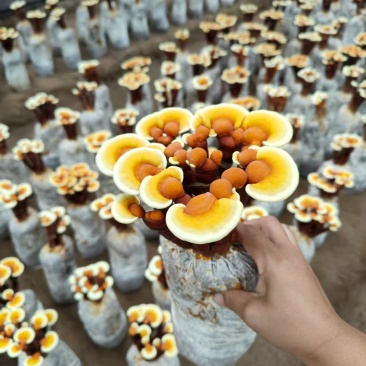 灵芝活体灵芝花