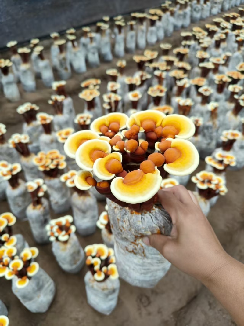 活体灵芝种植菌包居家盆栽观赏培育原料灵芝菌棒
