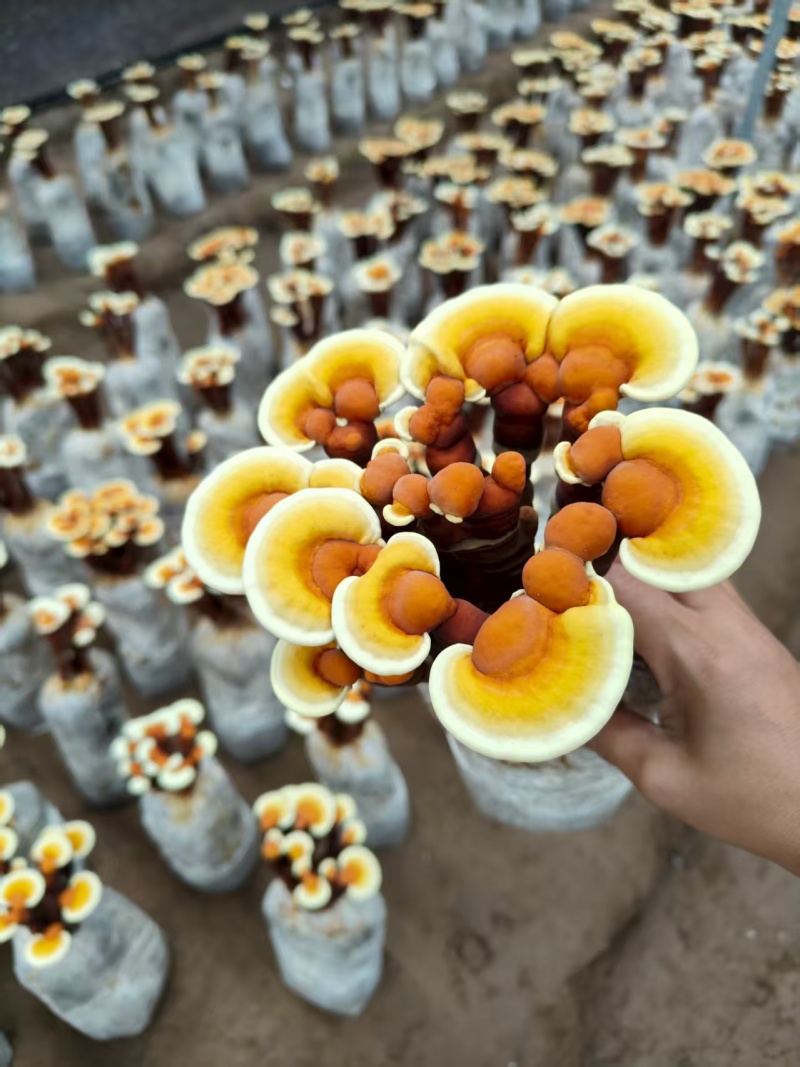 活体灵芝种植菌包居家盆栽观赏培育原料灵芝菌棒