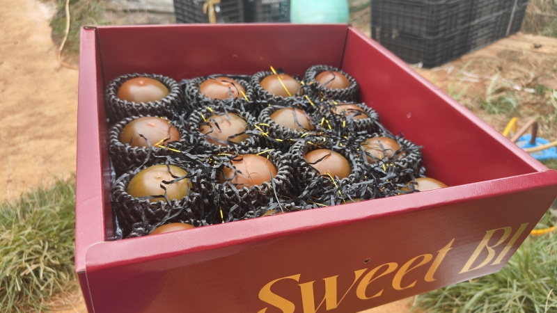 巧克力番茄通货