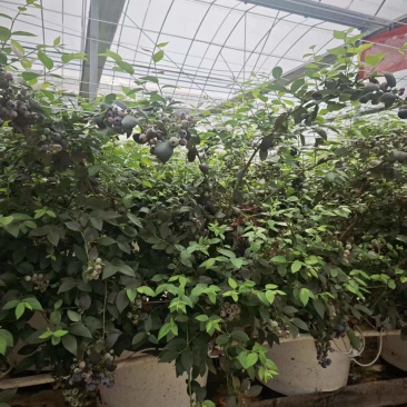 蓝莓苗连盆一起
