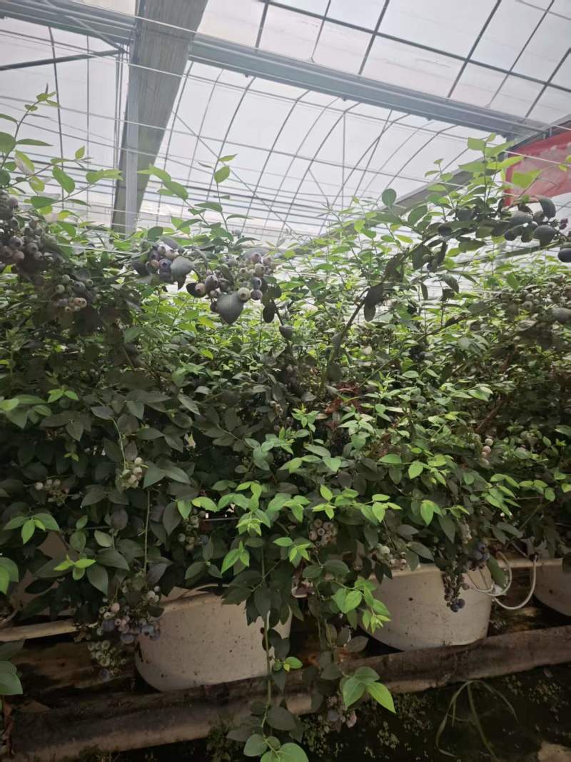 蓝莓苗连盆一起