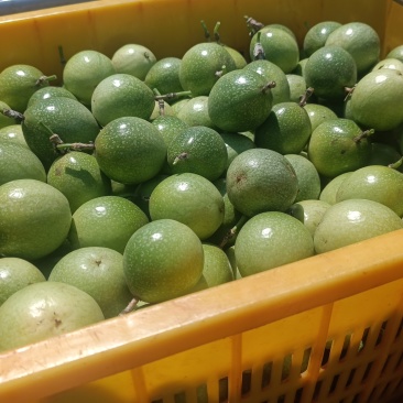 百香果统货