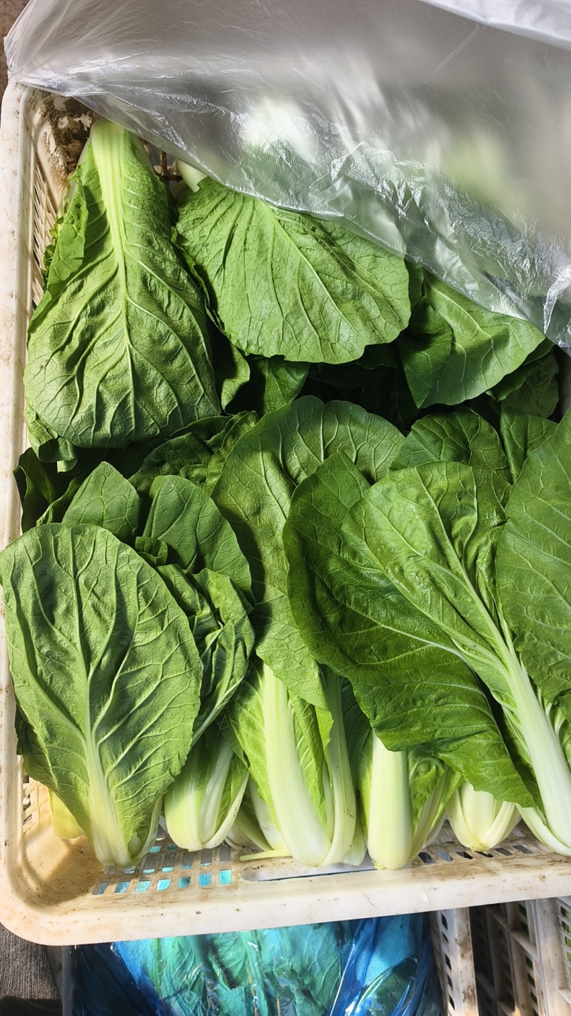 快菜精品