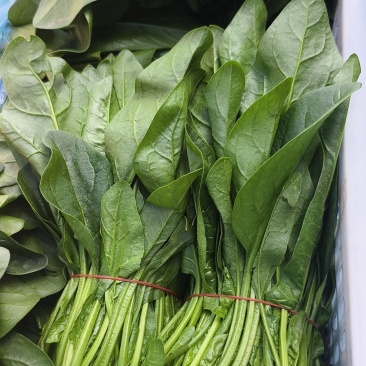 菠菜30公分以内