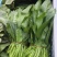 菠菜30公分以内