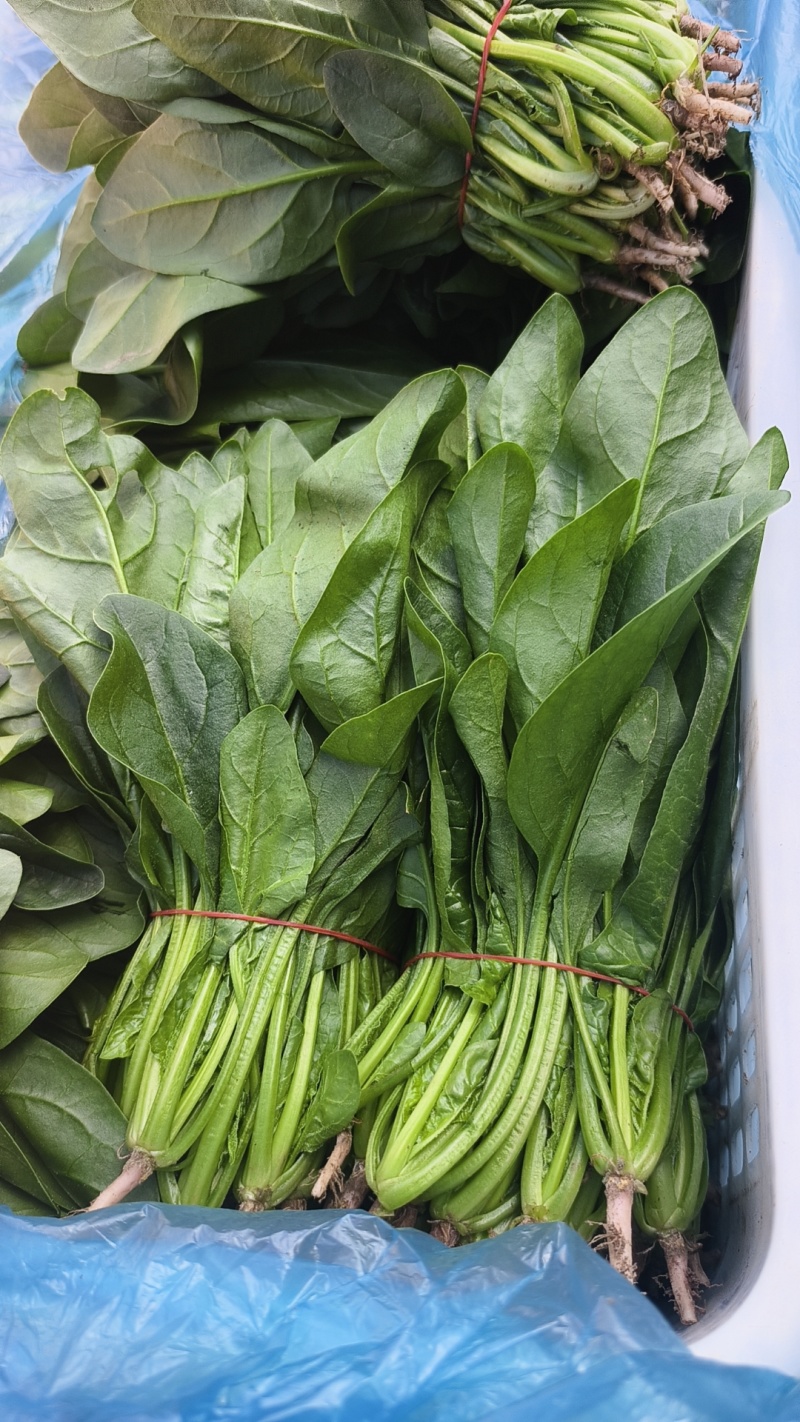 菠菜30公分以内