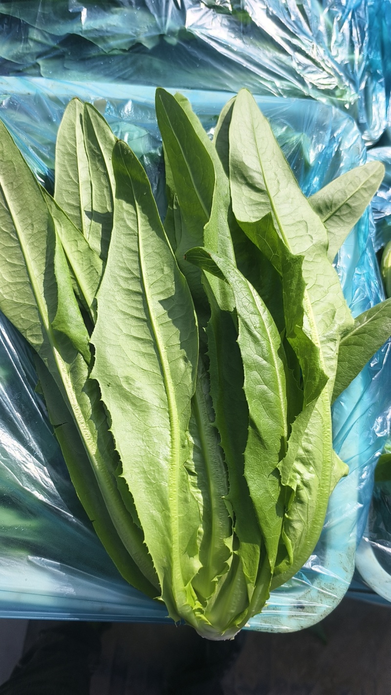 油麦菜