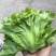 生菜