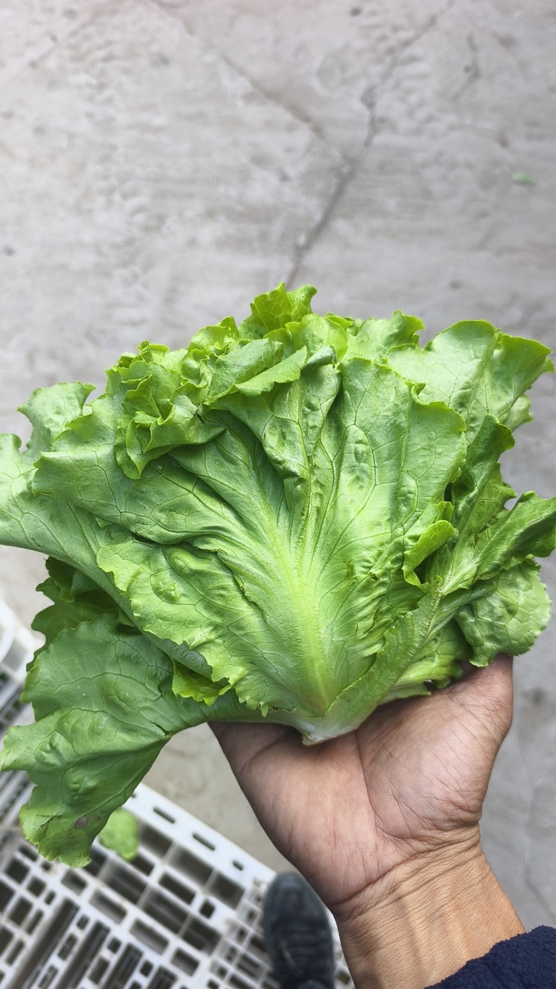 生菜