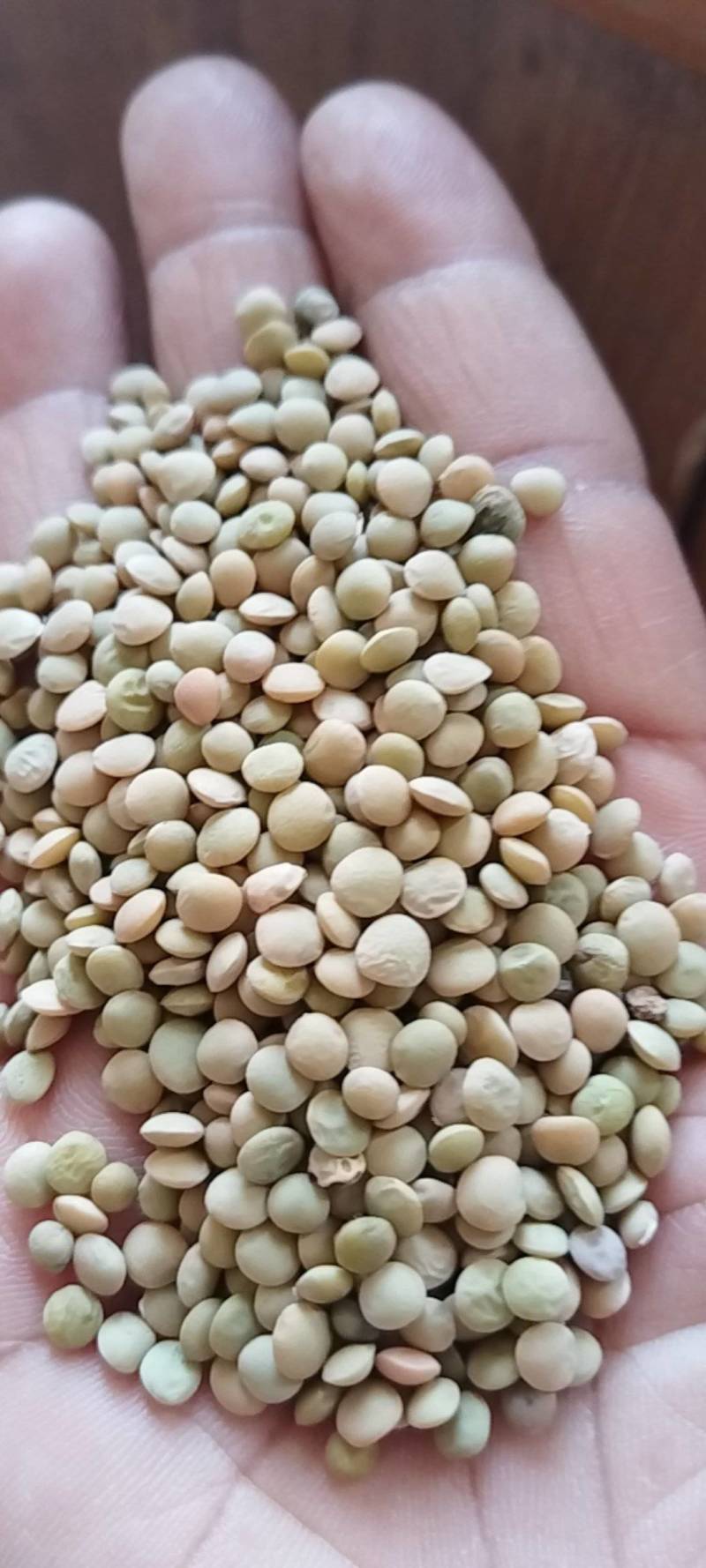 小扁豆加工净粮