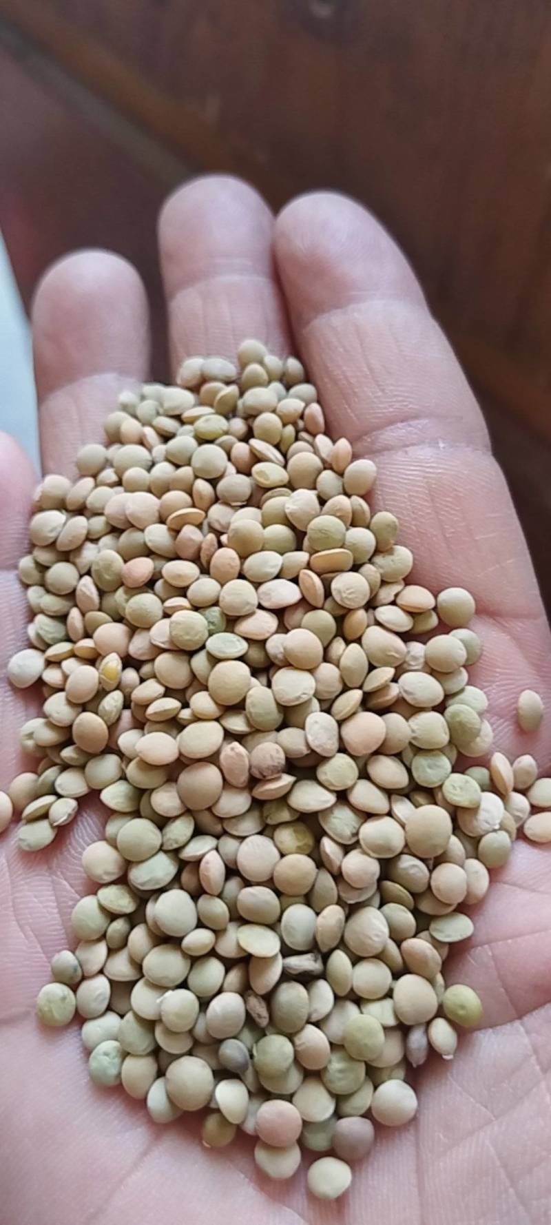 小扁豆加工净粮