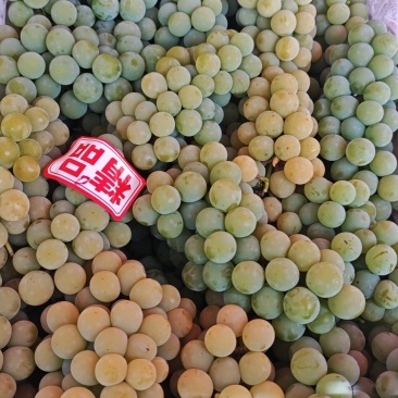 水晶葡萄精品货