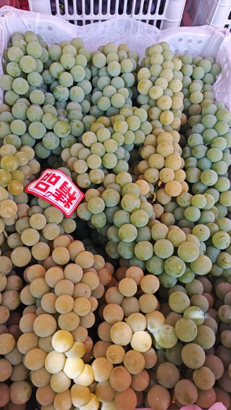 水晶葡萄精品货