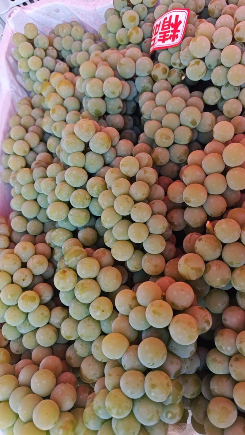 水晶葡萄精品货