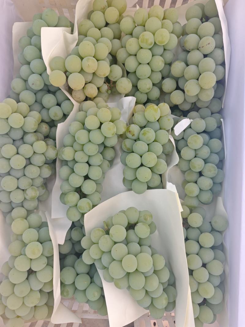 水晶葡萄精品货