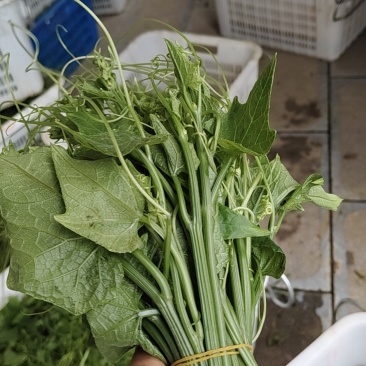 龙须菜，泡沫箱打包