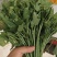 龙须菜泡沫箱打包
