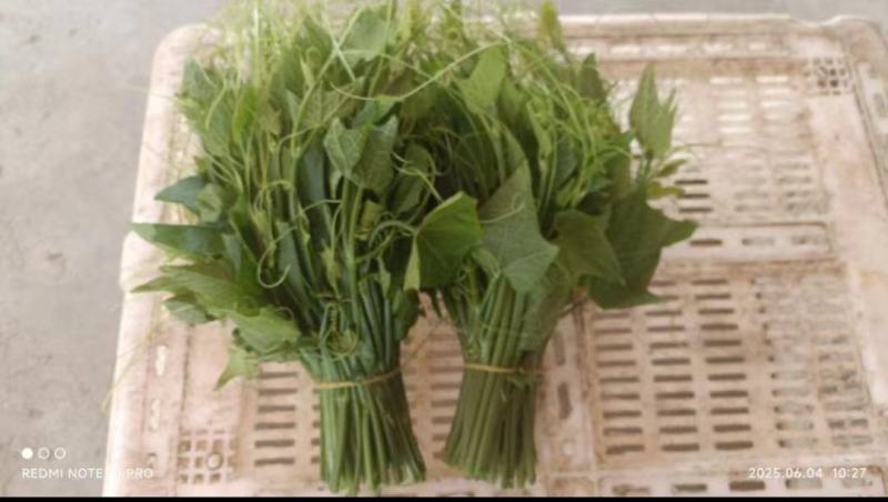龙须菜，泡沫箱打包