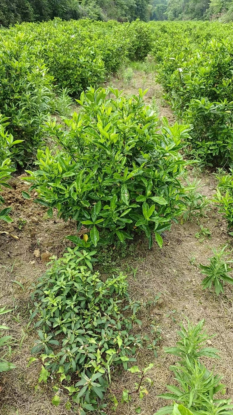 山栀高度1.2米，蓬径1米