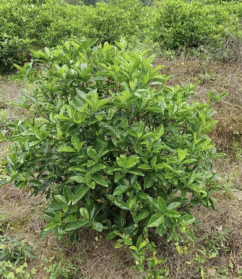 山栀高度1.2米，蓬径1米