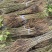 桑树苗0.2-0.4规格0.15元/棵；0.4-0.6规