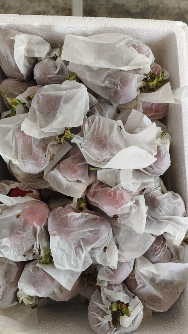 樱桃套袋红灯15元/斤,套袋美早25元/斤,套袋俄罗斯八