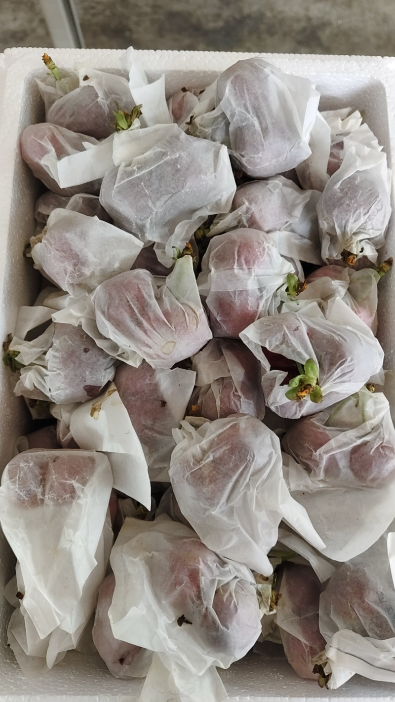 樱桃套袋红灯15元/斤,套袋美早25元/斤,套袋俄罗斯八