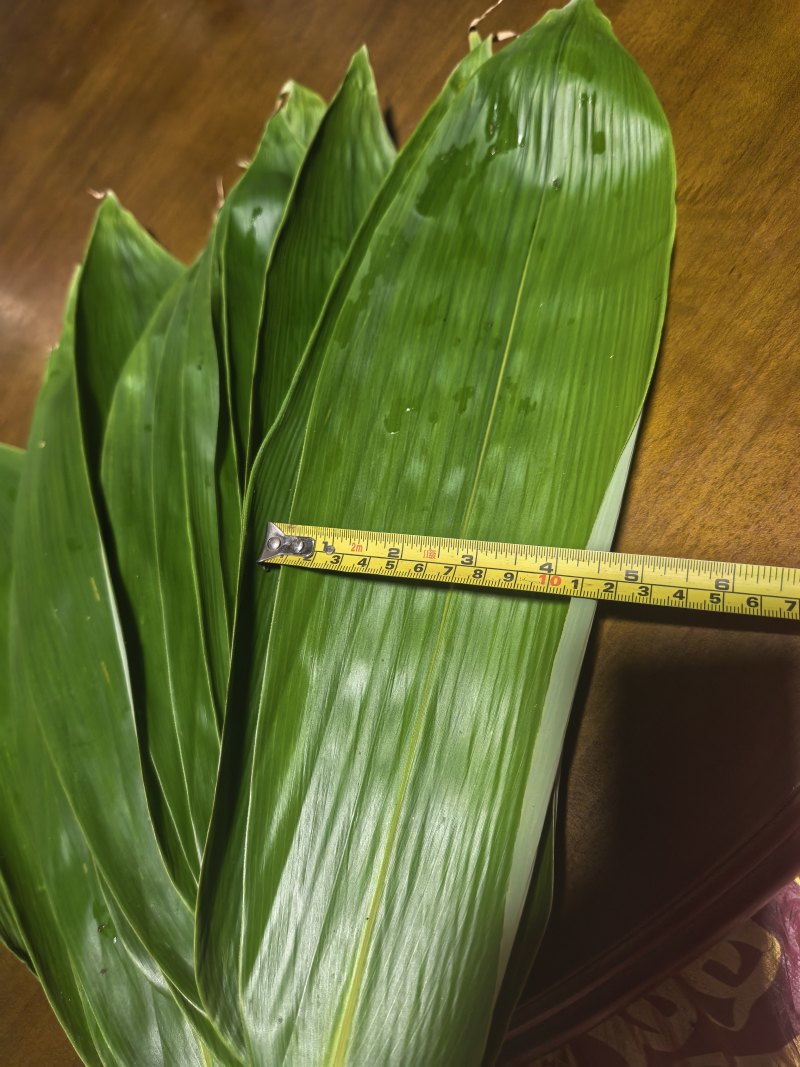 粽叶宽约10厘米，新鲜现摘野生粽叶