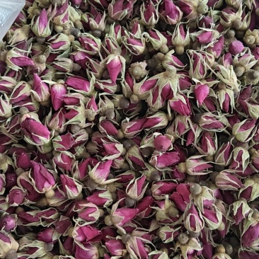 苦水玫瑰花蕾