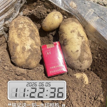 沃土5号3两起步，薯型好，个头大