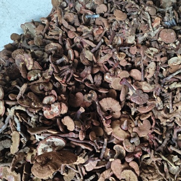 灵芝灵芝片、灵芝孢子粉等系列
