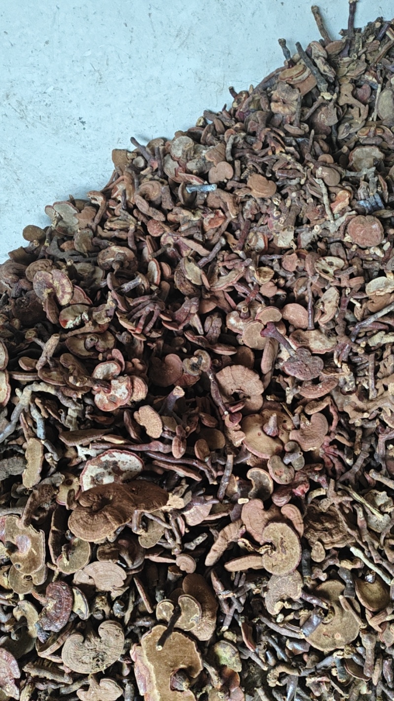 灵芝灵芝片、灵芝孢子粉等系列