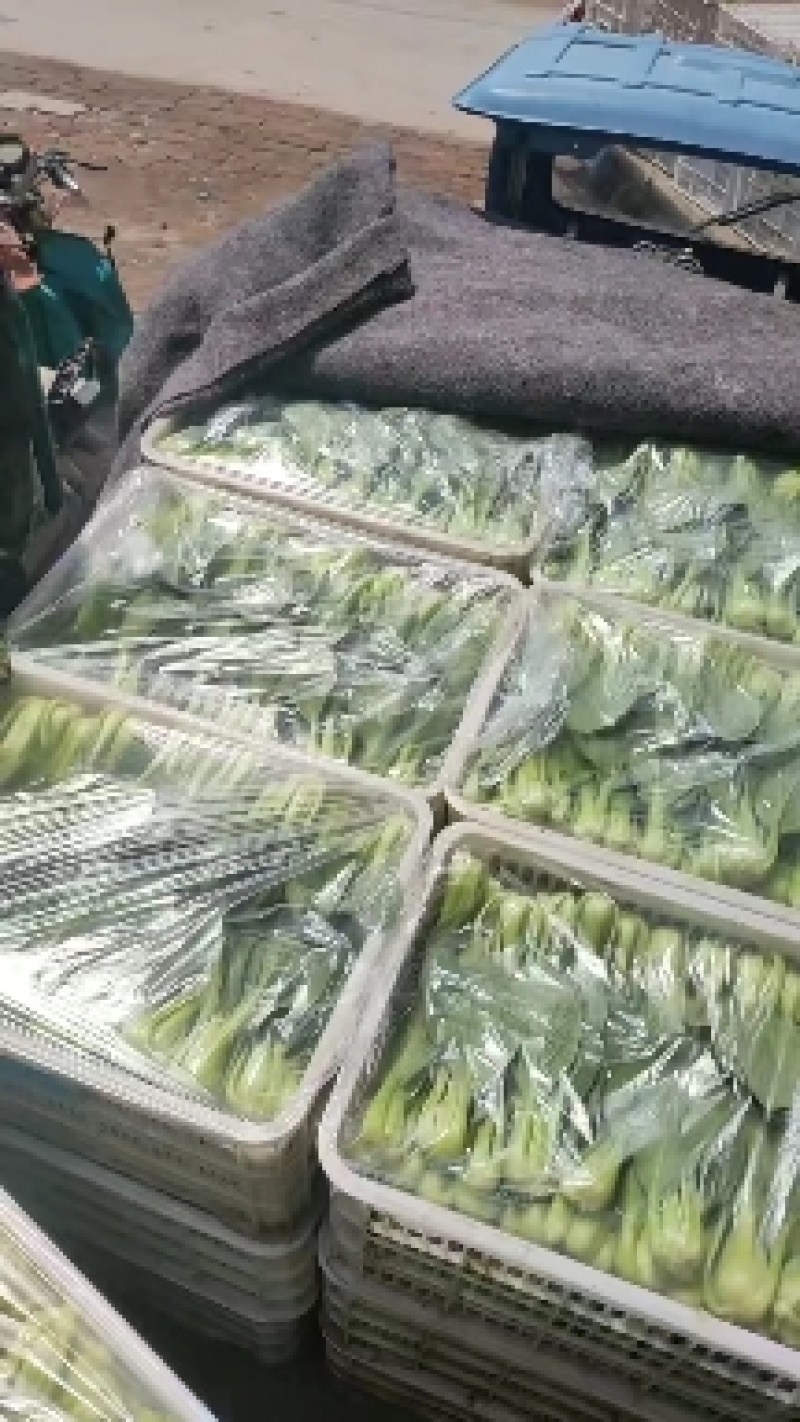 上海青精品