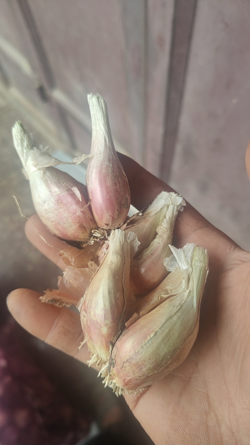 红葱头通货