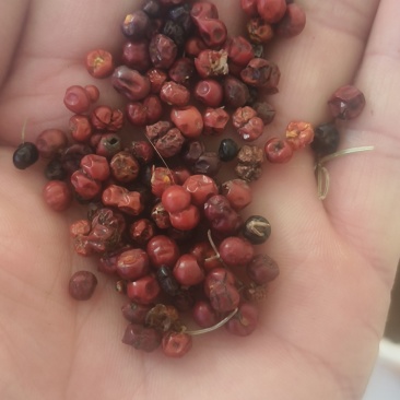 茜草种子新籽过风选