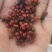 茜草种子新籽过风选