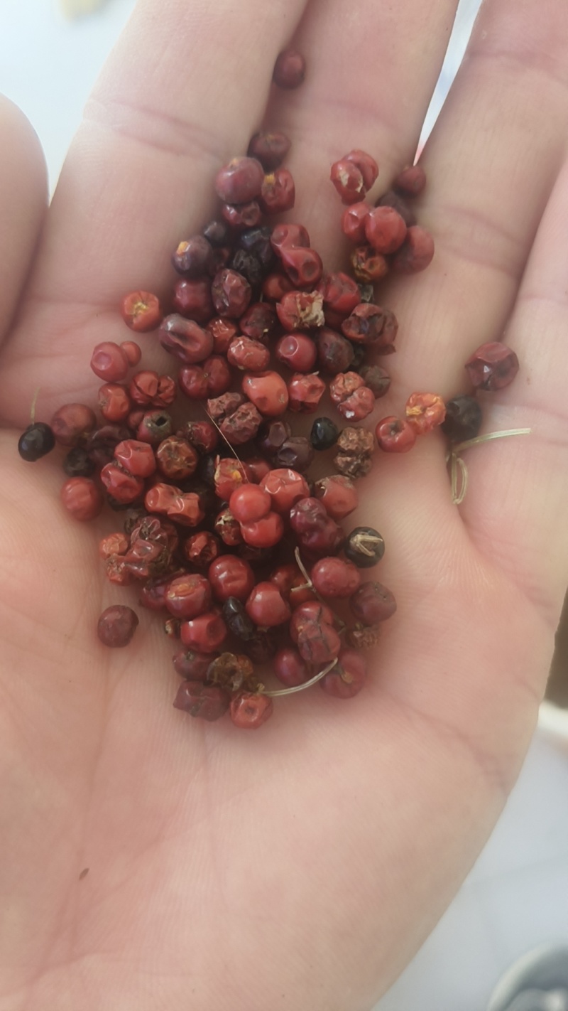 茜草种子新籽过风选