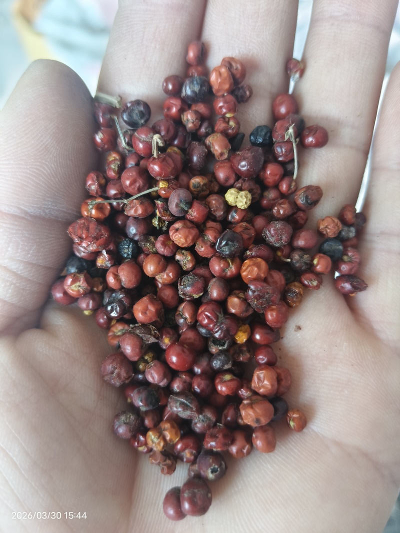 茜草种子新籽过风选