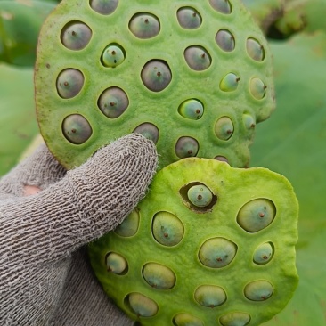 莲子水果莲子，新鲜莲蓬