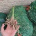 黄花菜苗800-1000株/袋