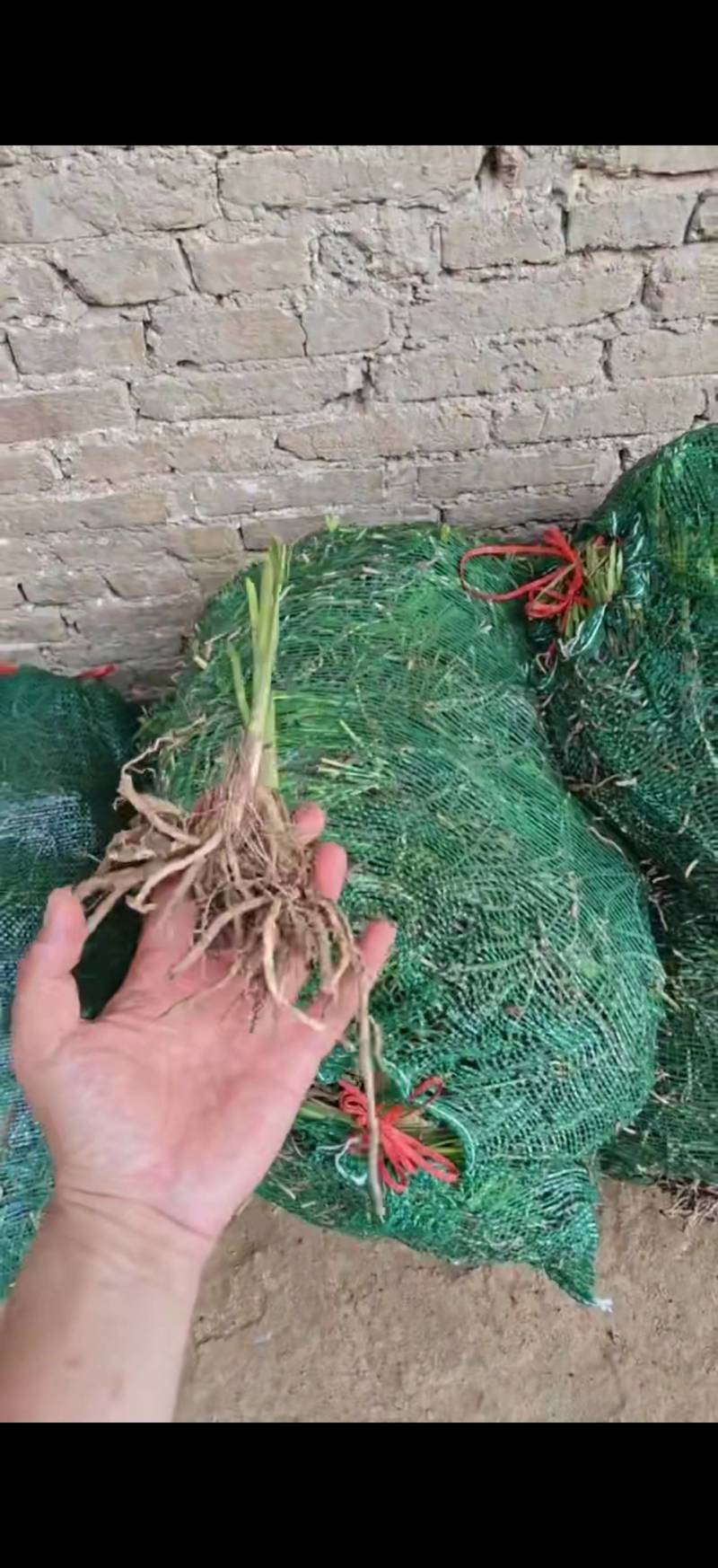 黄花菜苗800-1000株/袋