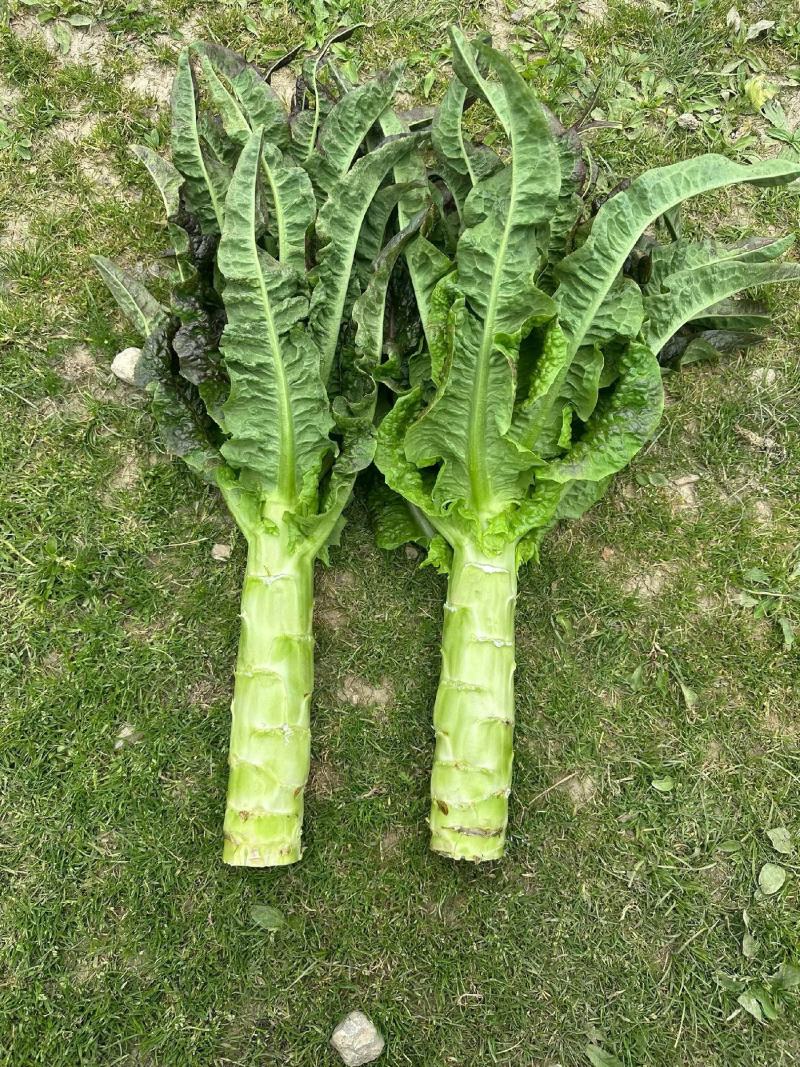 莴苣紫叶莴苣，一根2斤左右，50公分高