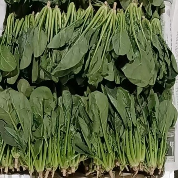 菠菜精品/通货